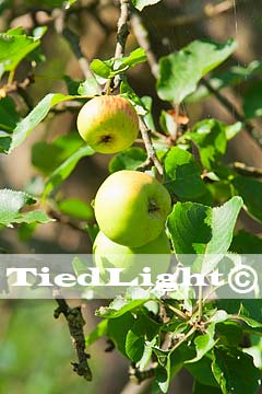 Appeloogst